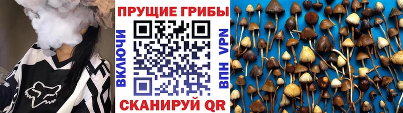 наркота  Ардатов  Псилоцибиновые грибы мицелий 